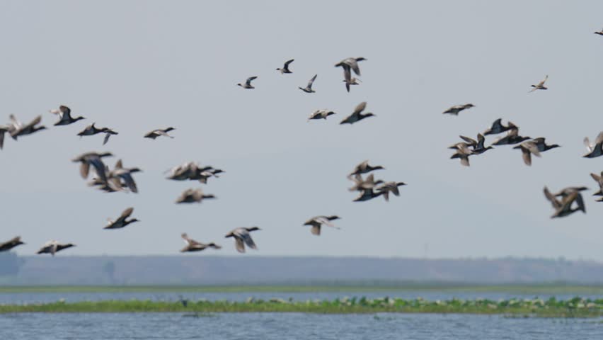 Northern Pintail duck Brown head, white body, pointed tail, foraging in Bueng Boraphet swamps, Thailand.