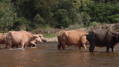 Albino buffalo herd with large horns crossing river in Chiang Mai, Thailand. Stockvideó