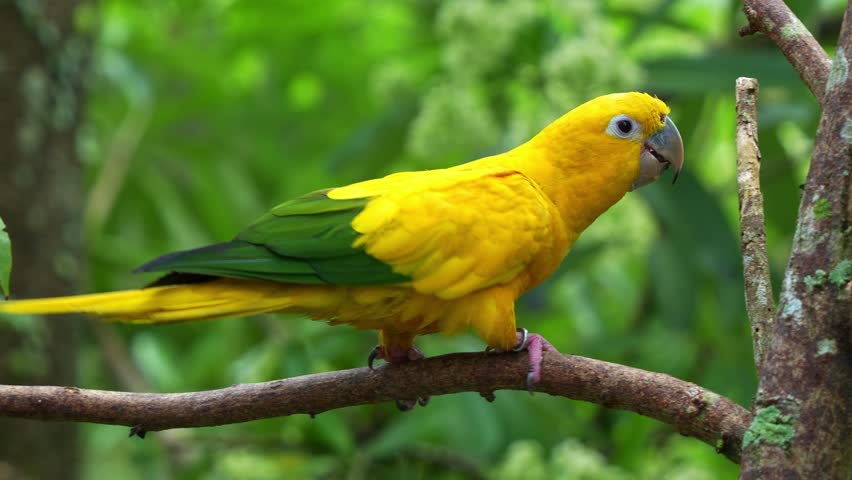 Golden conure (guaruba guarouba) perched on tree branch, chew and bite off the tree branch, displaying beak maintenance behaviour, close up shot.