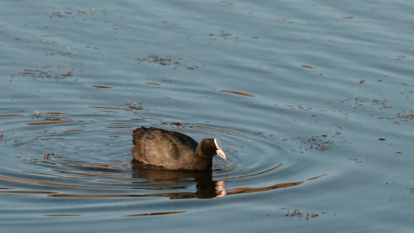 Eurasian Coot Fulica atra. A bird is swimming on the lake. Slow motion. Royalty-Free Stock Footage #3463323475