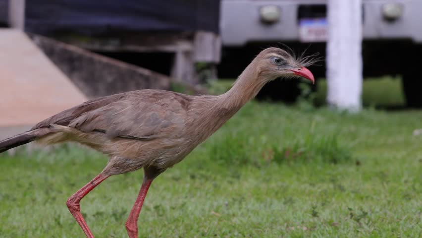 Red Legged Seriema Animal of the species Cariama cristata