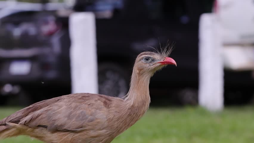 Red Legged Seriema Animal of the species Cariama cristata