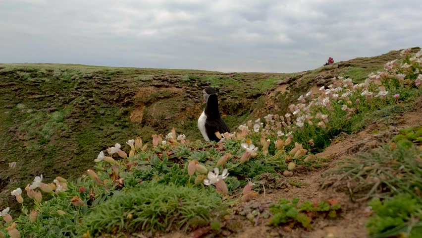 Stunning 4K footage of Puffin in their natural habitat - Salt Island - Wexford - Ireland