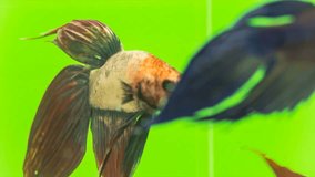 Siamese Fighting Fish (Betta Splendens), Macro Video