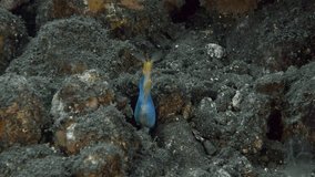 A blue moray eel hid between the rocks at the bottom of the sea. Ribbon Eel (Rhinomuraena quaesita) 120 cm. ID: juveniles black with yellow dorsal fin, adult males bright blue, females yellow.