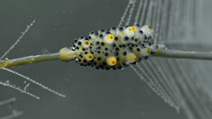 A spotted nudibranch sits motionless on a swaying hydroid branch and eats. Black-Spotted Doto (Doto sp.) 11 mm. ID: black-tipped tubercles, apex tubercles yellow. Royalty-Free Stock Footage #3463441541