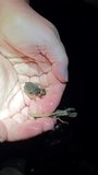 Spring peeper frogs mating and held in hands for observation vertical video
