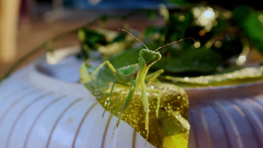 Close up view of green praying mantis (Mantis religiosa) looking at camera.