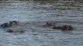 Hippos playing in the water in the early morning in 4k Resolution.