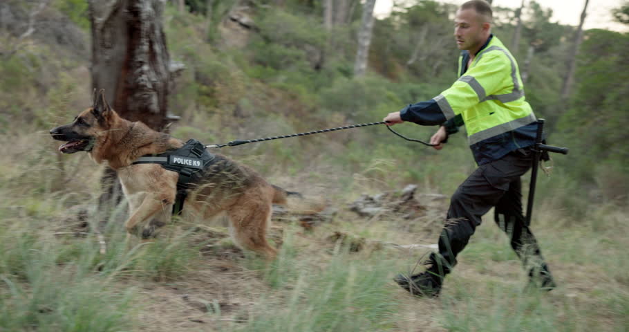 Dog, police officer and man on walk for service in training, search and rescue with scent tracking. German shepherd, animal and government agent on grass for safety, security and learning in woods