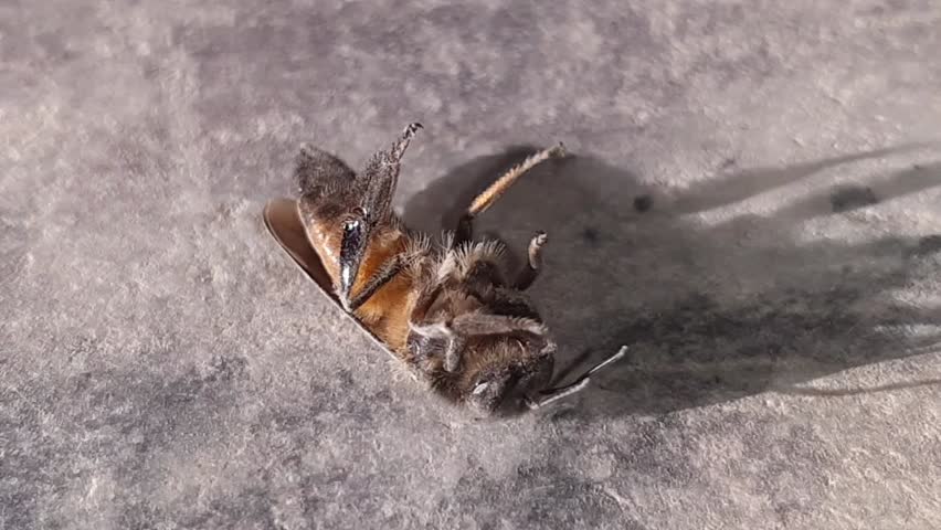 The bee is dying. She is suffring from pain. A dead bee macro. The death of honey bees. Beekeeping. Beautiful Super Slomo Video.