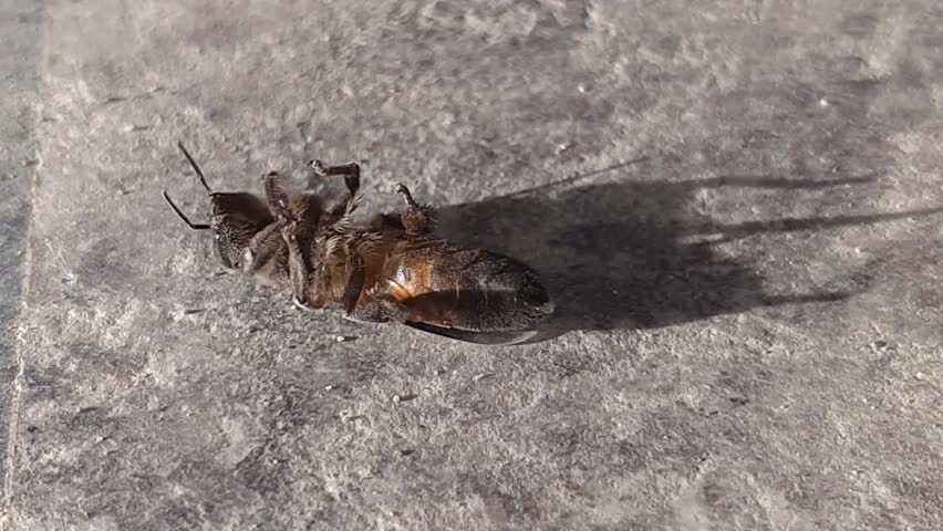 The bee is dying. She is suffring from pain. A dead bee macro. The death of honey bees. Beekeeping. Beautiful Super Slomo Video. 
