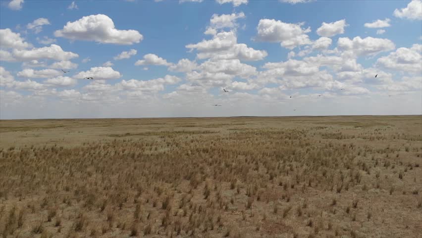 Kalmykia, Black Lands reserve. Eagles in the summer sky over the steppe.