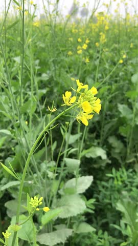 Mustard flower video Punjab Pakistan