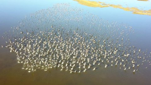 Huge flock of white-fronted geese (Anser erythropus) on a lake in danube delta 