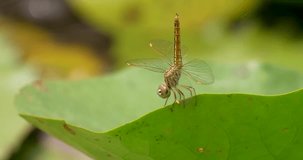 Close-up dragonfly standing on a lotus leaf. High definition shot at 4K, 60 fps video footage.