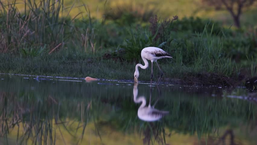 Juvenile Greater Flamingo feeding in a river. Phoenicopterus roseus