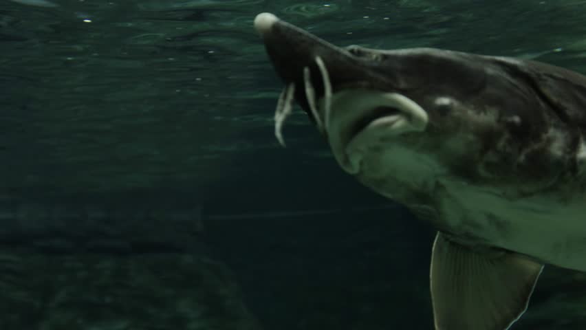 Sturgeon is a genus of freshwater, semi-anadromous and anadromous fish from the sturgeon family
