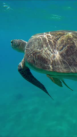 Vertical video, Sea turtle breathes on surface of water, on background is tourists swim towards it and take pictures of it, Slow motion. Snorkelers and Great Green Sea Turtle (Chelonia mydas)