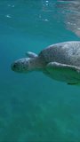 Close up of Sea turtle rests on surface of water and takes breath, Vertical video, Slow motion. Great Green Sea Turtle (Chelonia mydas)
