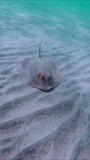 Stingray swim over sandy bottom on a sunny day, Vertical video, Top view, front side, closeup, slow motion. Blue spotted Stingray or Bluespotted Ribbontail Ray (Taeniura lymma)