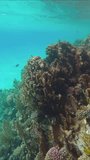 Algae covers beautiful coral reef in shallow water in a coral garden, tropical fish swim nearby, Vertical video, Slow motion