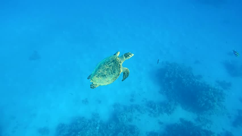Sea turtle swims up in bright sunrays on blue Ocean, Slow motion. Hawksbill Sea Turtle or Bissa (Eretmochelys imbricata) Royalty-Free Stock Footage #3463727767