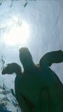 Bottom view on Sea Turtle swims on surface of water, takes breath, looks around, Vertical video, Slow motion, Great Green Sea Turtle (Chelonia mydas) with Remora fish (Echeneis naucrates)