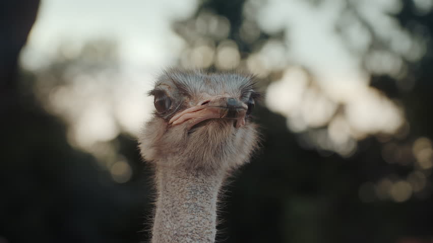 Head and neck front portrait of an ostrich bird at the ostrich farm. Wild animals in the nature. Close-up view of ostrich eyes and peak. 