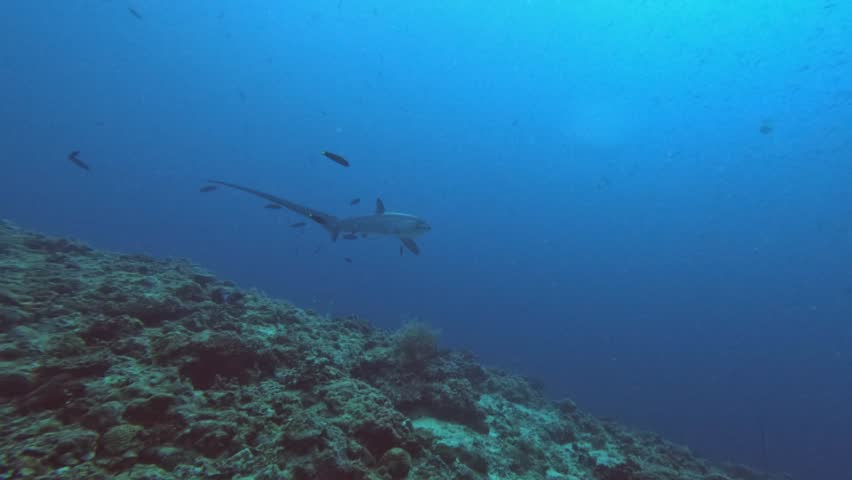 Thresher shark turning over coral reef with blue ocean in background Royalty-Free Stock Footage #3463747901