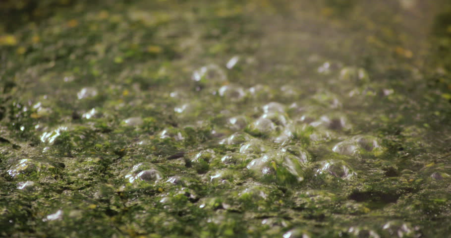 Egyptian Molokhya with bubbles and smoke is coming out freshly made and shot on 4K. Molokhya is a Famous Egyptian Food in the Egyptian Cuisine and well known to be the most delicious one