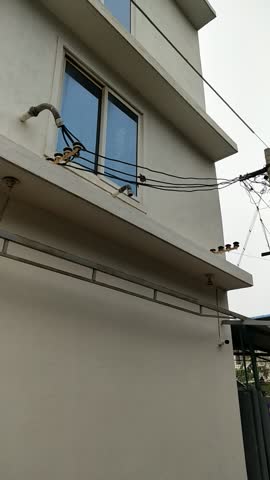 Birds Play Windows Glass Reflection, Flying Into Windows.