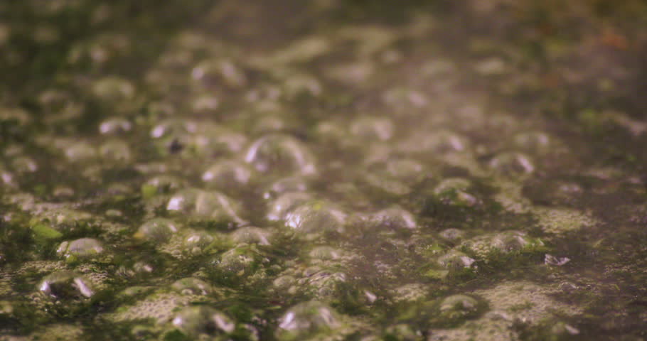 Egyptian Molokhya with extreme close up and bubble out freshly made and shot on 4K. Molokhya is a Famous Egyptian Food in the Egyptian Cuisine and well known to be the most delicious one