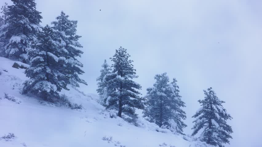 Colorado Snowfall on Mountain Hillside on Front Range Mountians