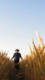 Elderly man in the wheat field. Farmer in straw hat walking along the yellow field and inspecting the growth of agricultural plants under clear sky. Vertical video