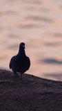 Pigeon near the evening water. Hungry bird dove walking on the stone shore trying to find some food at sunset. Vertical video