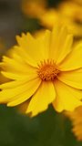 Yellow flowers background. Wild flowers are swaying by wind in summer. Beautiful blooming plants in wildlife. Close-up. Vertical video