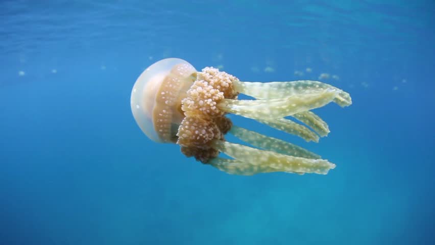 A jellyfish (Mastigias papua) swims just under the surface of a calm lagoon in