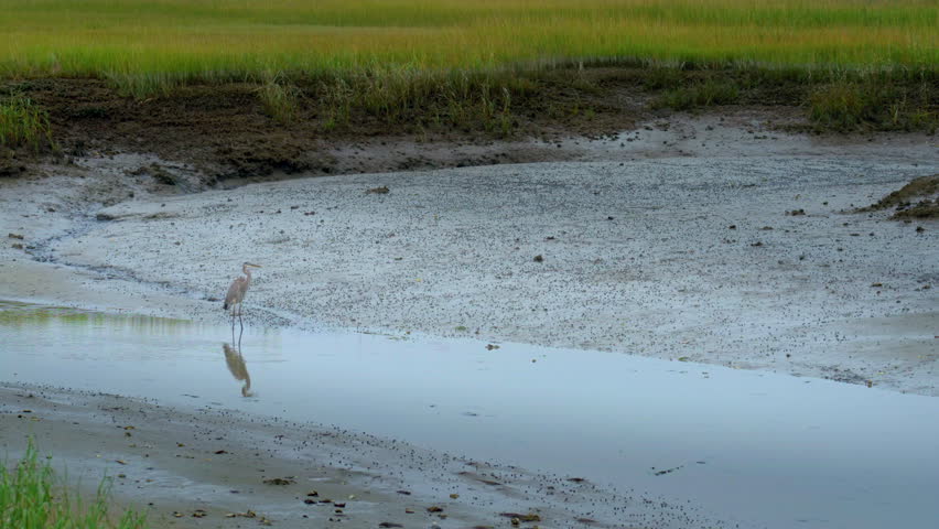 Great Blue Heron in lower corner of wetlands while tide is out. Nice background for title page or graphics in nature video.