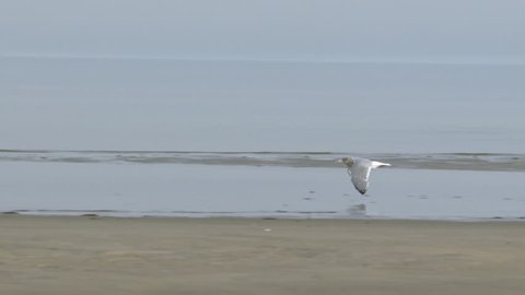 Seagull flying in super slow motion at low altitude across the ocean water and sandy beach.