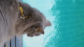 Cat relaxation near water tranquility serene peaceful vertical video. Cat relaxation basking natural beauty blissful tranquility Cat relaxation harmonious with outdoor setting serene feline leisure.