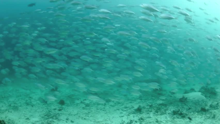 A school of Bigeye trevally (Caranx sexfasciatus) swim through a channel in Raja