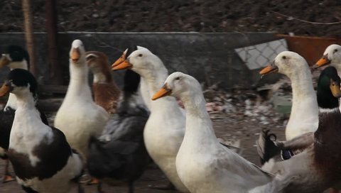 The farming of ducks for meat. A small farm. White and mottled ducks at the farm.