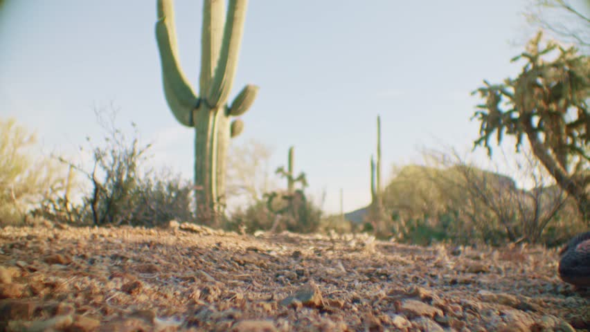 Gila monster in the desert in front of a saguaro cactus