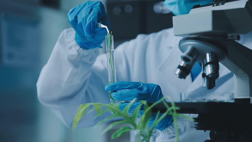 Science, biotechnology and plant with woman in laboratory for medical, pharmacy or research. Chemical, botany and healthcare study with scientist and test tube for sustainability, ecology or medicine