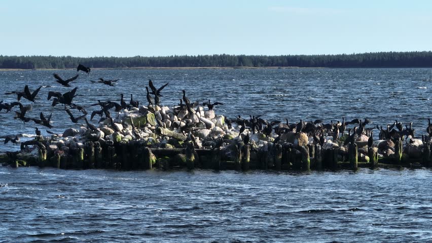 Cormorants take flight from an old damaged pier in Jaagarahu harbour. Saaremaa, Estonia.
