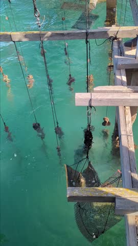 Demonstration of oyster bed rope farming of Port dels Alfacs lagoon (Alfacs Bay). Shellfish gently glued to the rope with natural cement. La Ràpita, Tarragona Province, Catalonia, Spain.