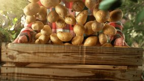 Super Slow Motion of Falling Potatoes into Wooden Box. Farmer Holding Box, Orchard on Background. Fresh Vegetable Harvest, Countryside and Farmers Concept. Filmed on High Speed Cinema Camera, 1000 fps - Powered by Shutterstock - Get 15% off with code: PIKWIZARD15