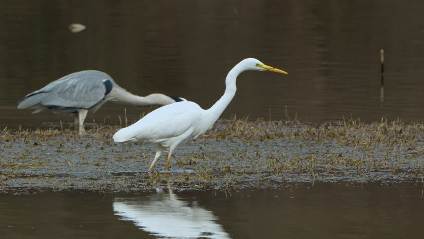 Great egret (Ardea alba) and Grey heron (Ardea cinerea) fishing on a marsh or pond