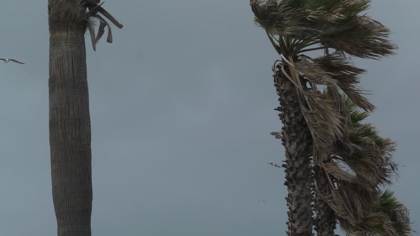 Seagulls flying in slow motion next to the palm trees. Santa Maria Port. spain, tourism of port of santa maria